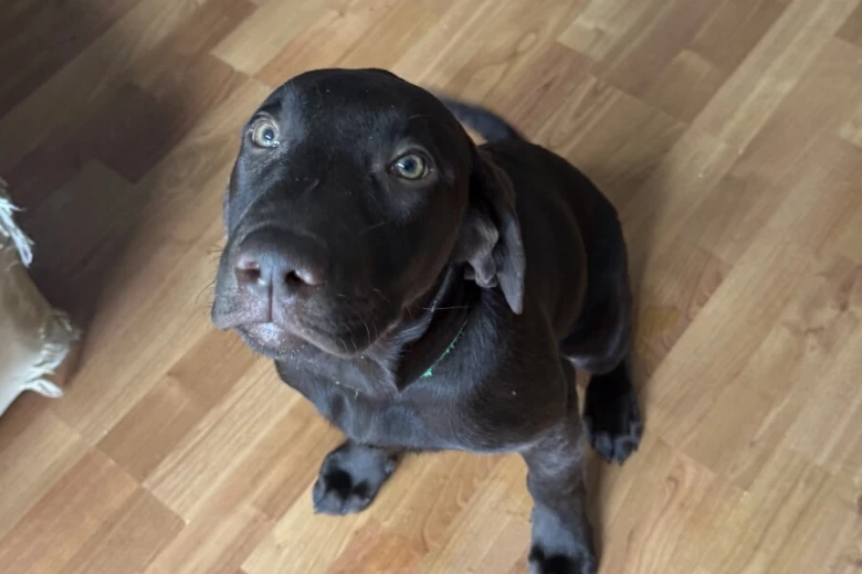Labrador Retriever