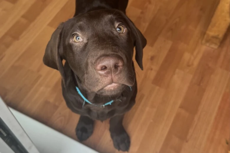 Labrador Retriever