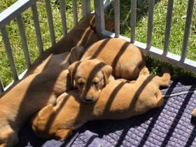 Labrador Retriever