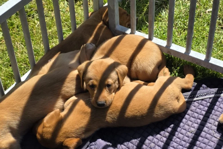 Labrador Retriever