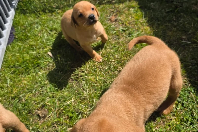 Labrador Retriever