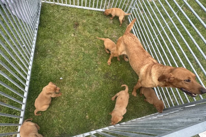 Labrador Retriever
