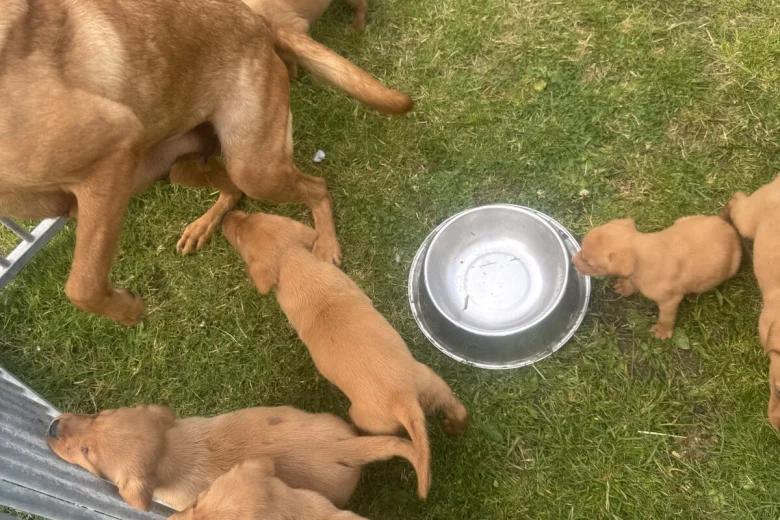 Labrador Retriever
