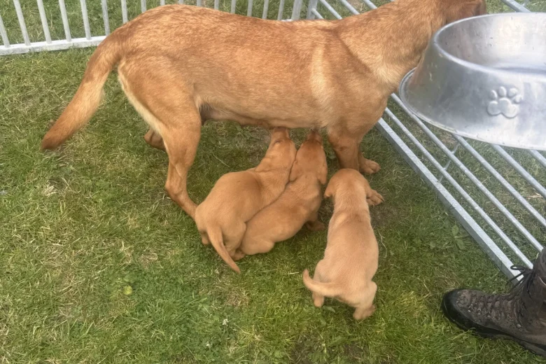 Labrador Retriever
