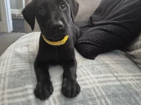 Labrador Retriever