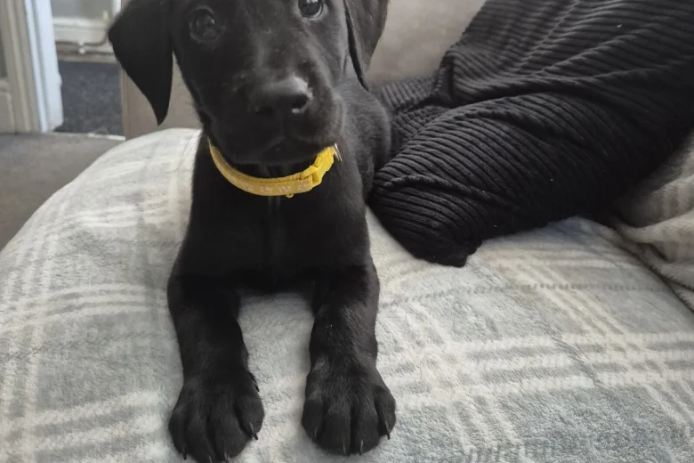 Labrador Retriever