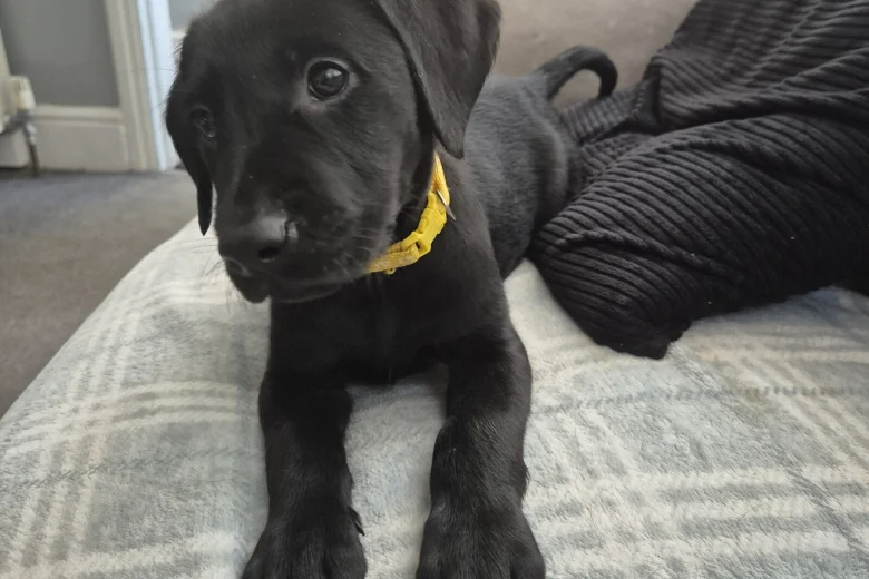 Labrador Retriever