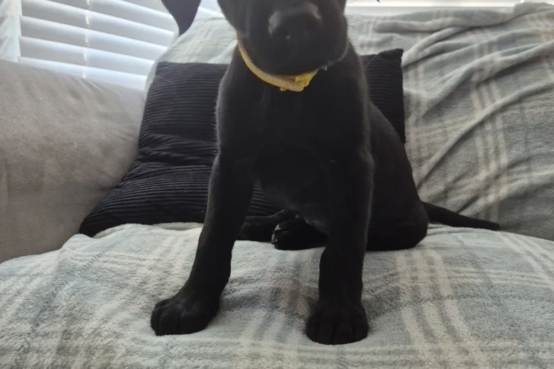 Labrador Retriever