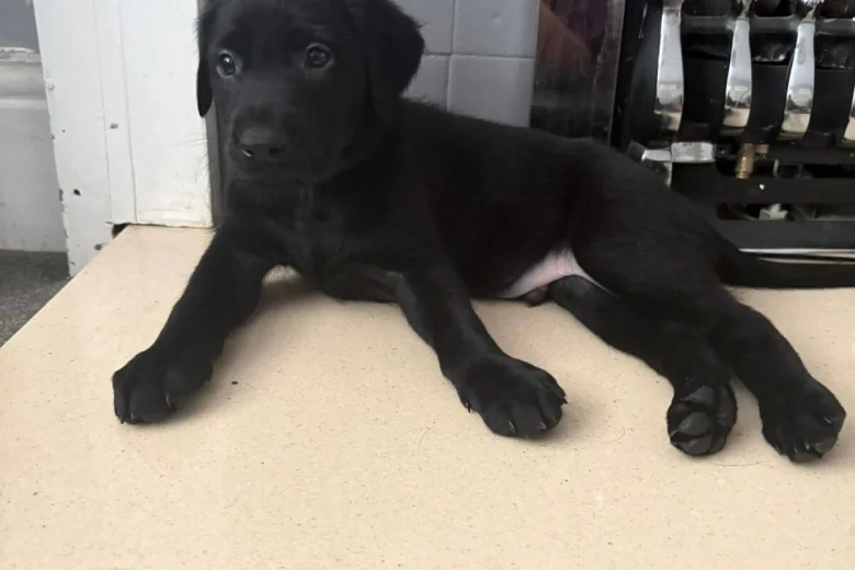 Labrador Retriever