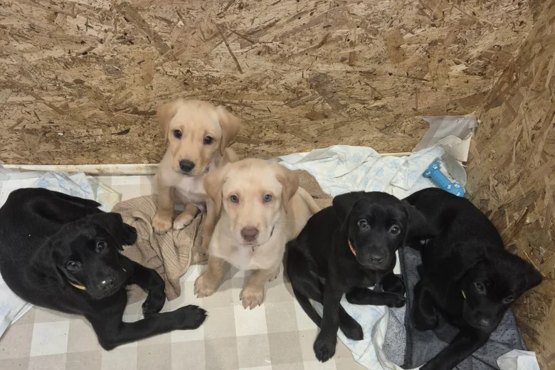 Labrador Retriever