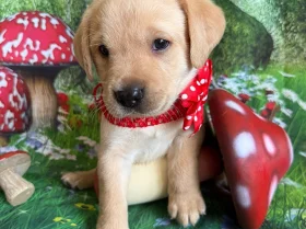 Labrador Retriever