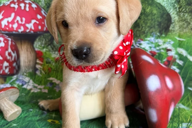 Labrador Retriever