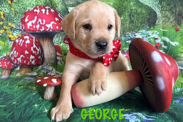 Labrador Retriever