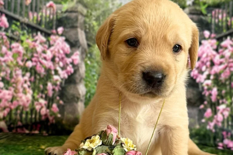 Labrador Retriever