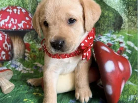 Labrador Retriever