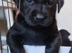 Labrador Retriever