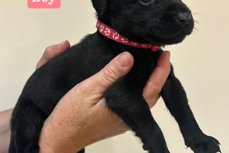 Labrador Retriever