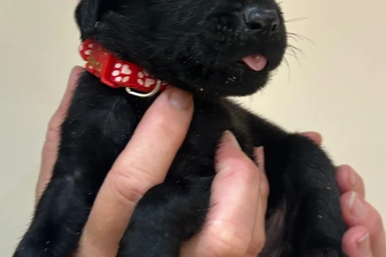 Labrador Retriever