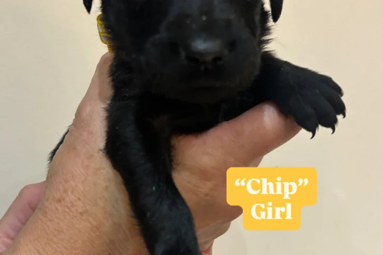 Labrador Retriever