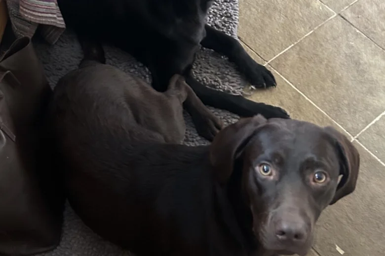 Labrador Retriever