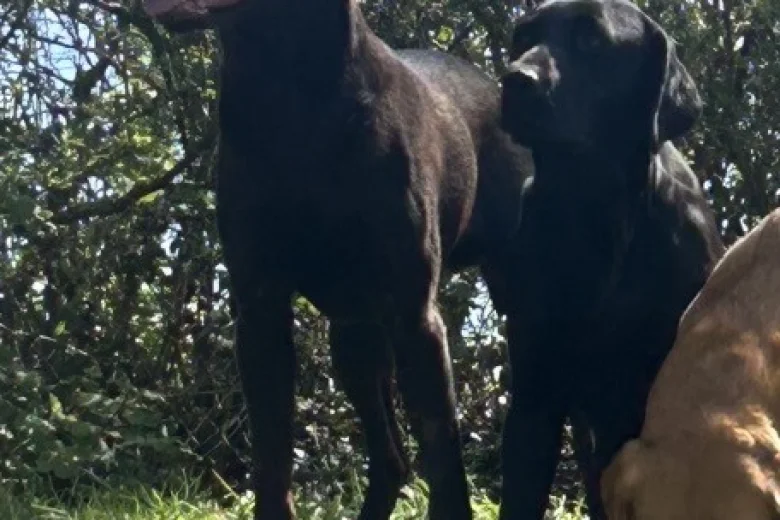 Labrador Retriever