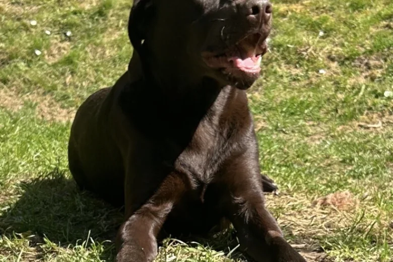 Labrador Retriever