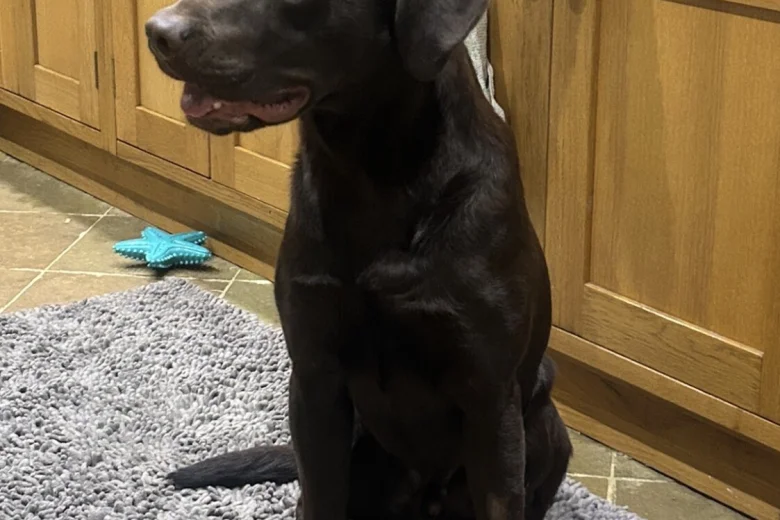 Labrador Retriever