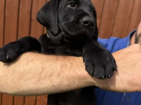 Labrador Retriever