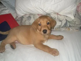 Labrador Retriever