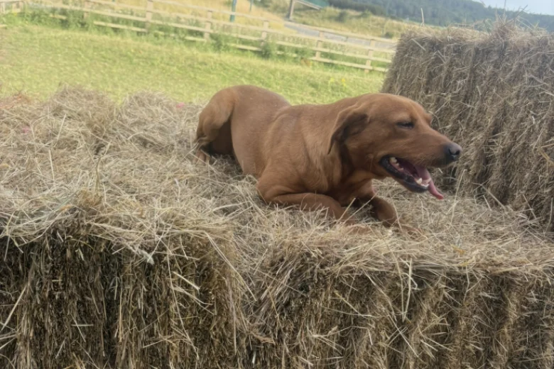 Labrador Retriever