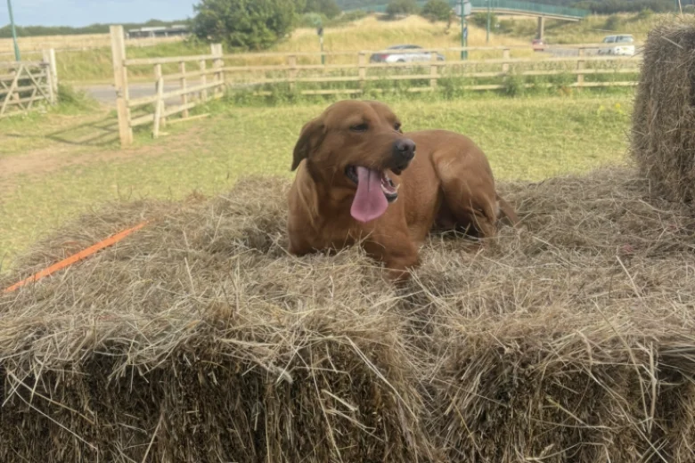Labrador Retriever
