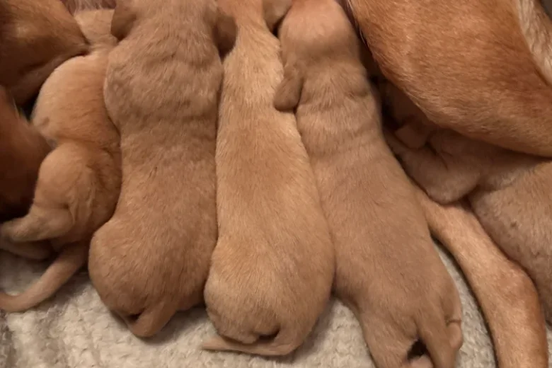Labrador Retriever