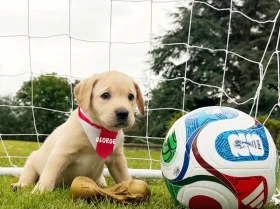 Labrador Retriever