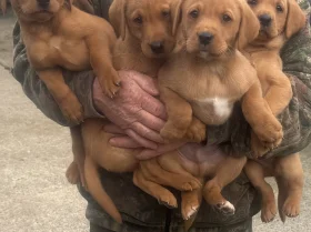 Labrador Retriever