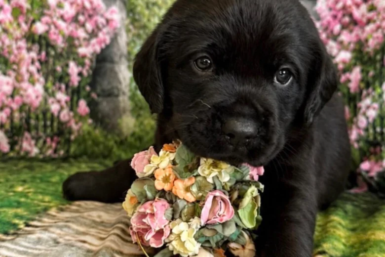 Labrador Retriever