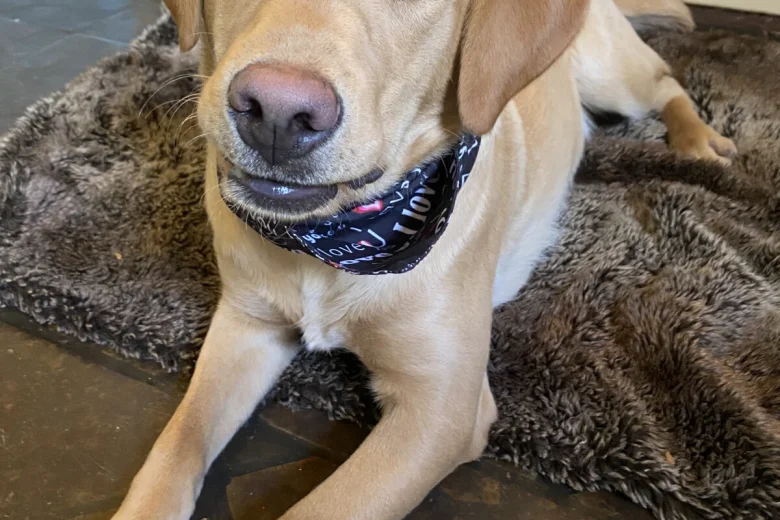 Labrador Retriever