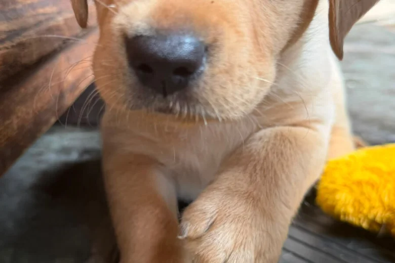 Labrador Retriever