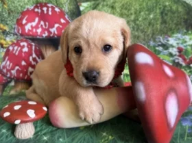 Labrador Retriever