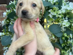 Labrador Retriever