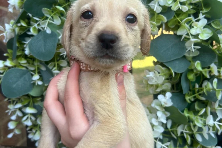 Labrador Retriever