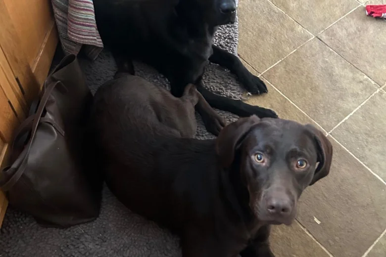 Labrador Retriever