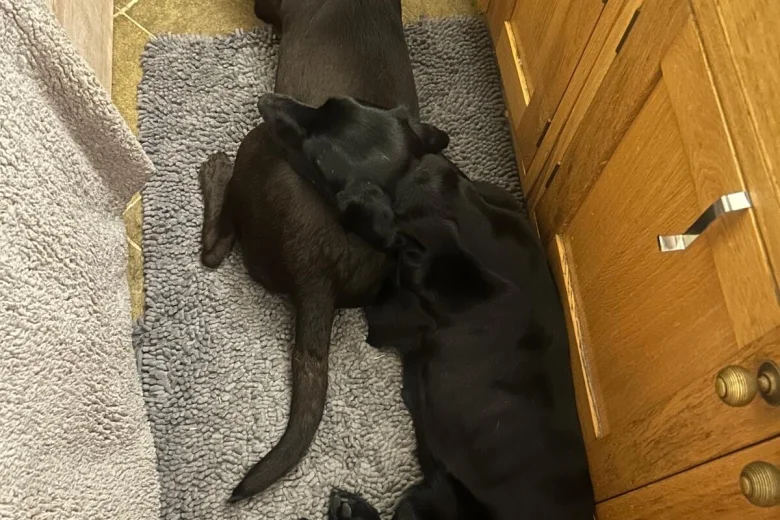 Labrador Retriever