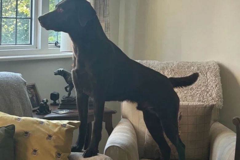 Labrador Retriever