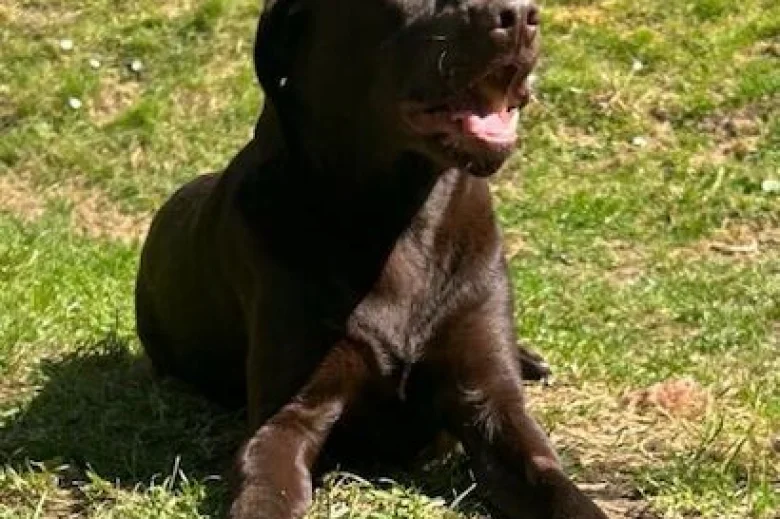Labrador Retriever