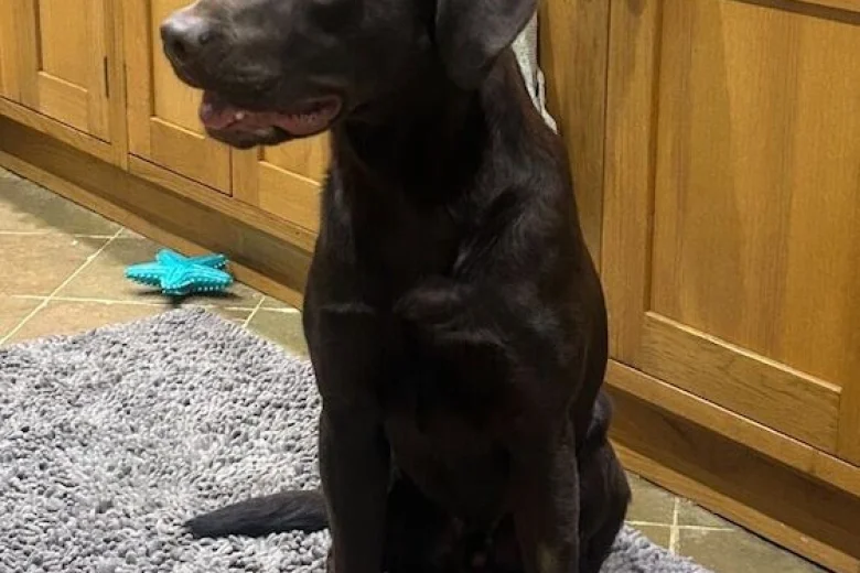 Labrador Retriever