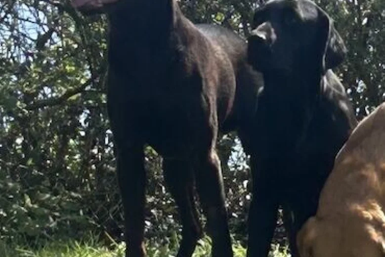 Labrador Retriever