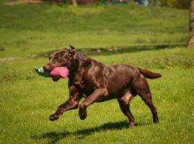 Labrador Retriever