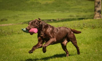 Labrador Retriever