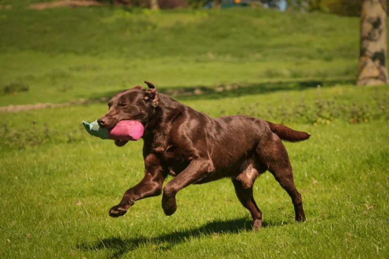 Labrador Retriever