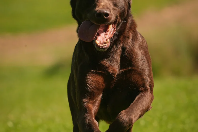 Labrador Retriever